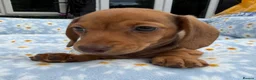 Miniature Dachshund dogs for sale: Miniature dachshund puppies 🐶 READY NOW - Advert 18