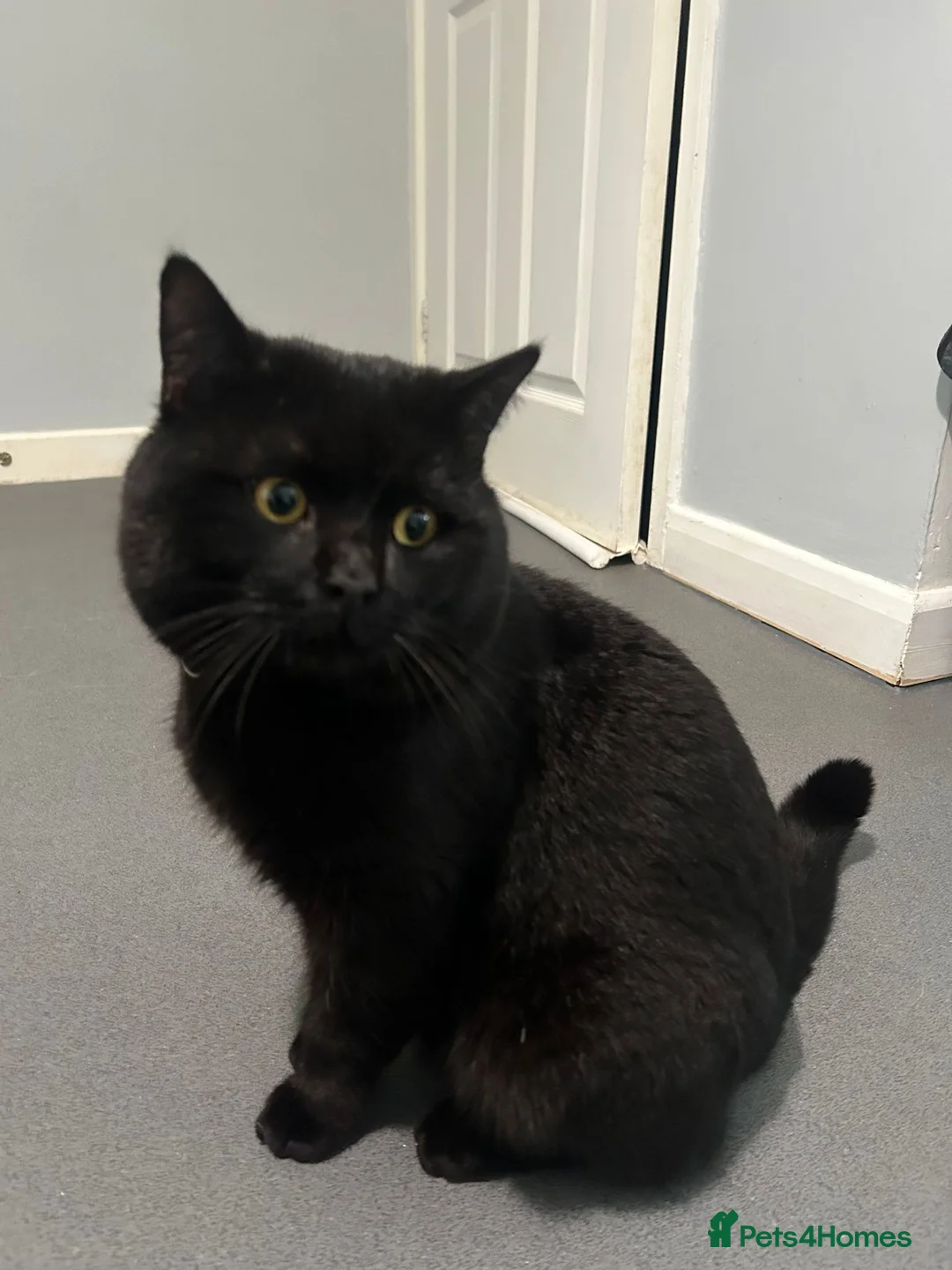 British Shorthair cats for sale: Gorgeous chunky male BSh stud - Advert 1