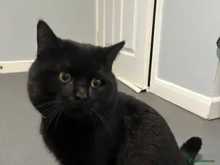 British Shorthair cats Gorgeous chunky male BSh stud - Advert 1