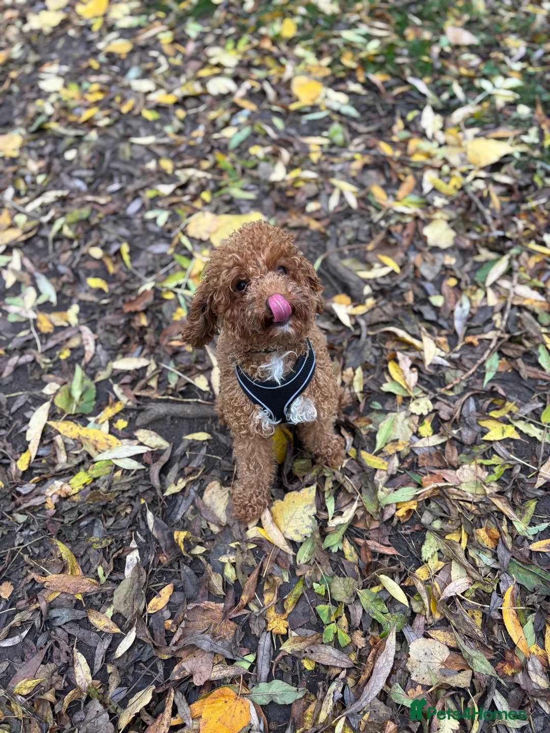 Cockapoo dogs for sale: Dolly💖 - Advert 1