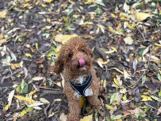 Cockapoo dogs Dolly💖 - Advert 9