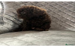 Cockapoo dogs for sale: Gorgeous F1B Cockapoo  - Image 2