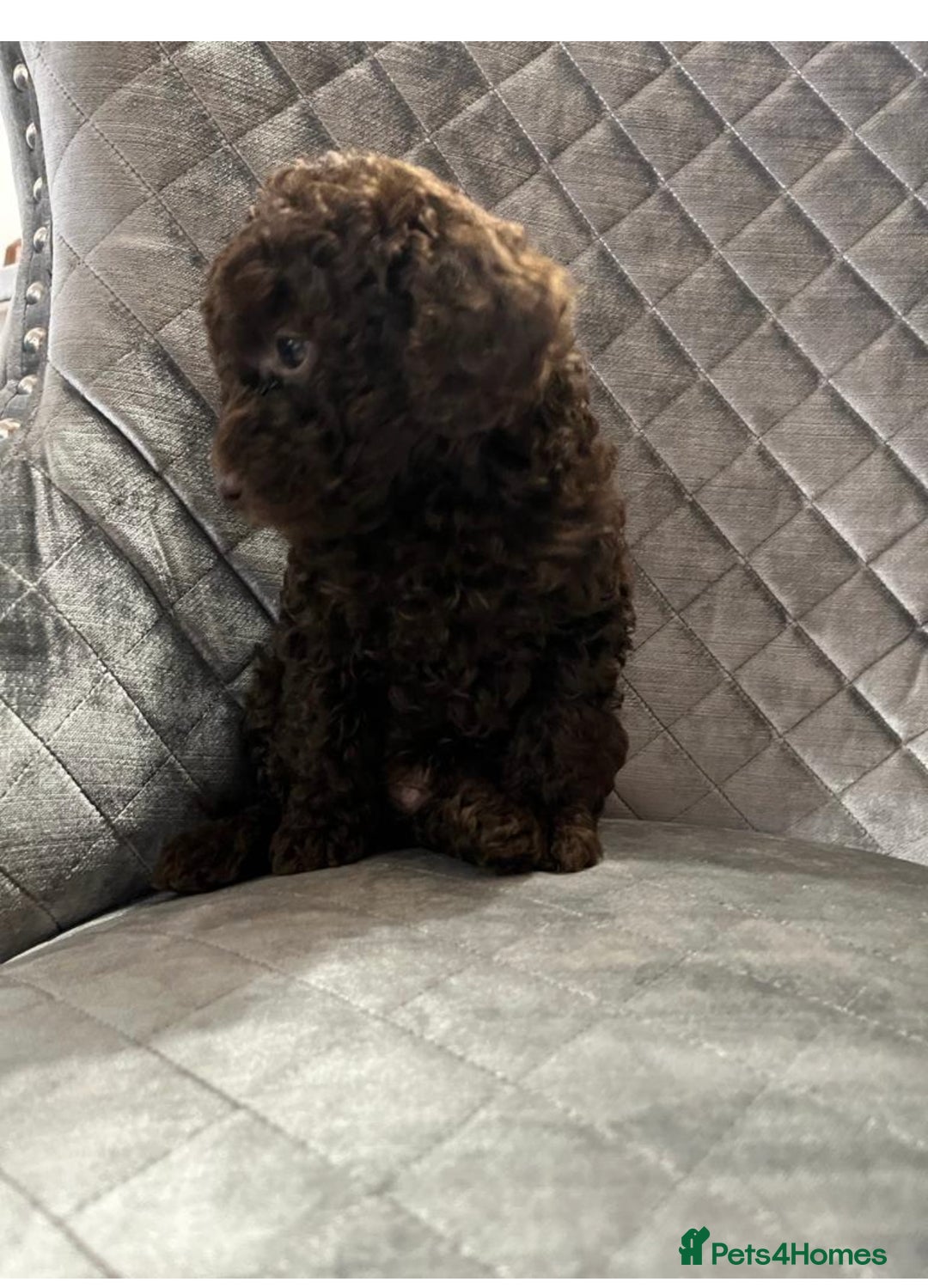 Cockapoo dogs for sale: Gorgeous F1B Cockapoo  - Image 2