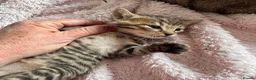 Bengal cats for sale: All bengals reserved - savannah babies available  - Advert 15