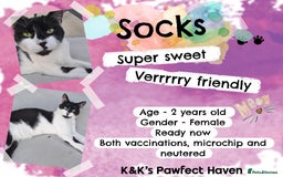 Domestic Shorthair cats for sale: Kittens and cats for adoption.  - Image 3