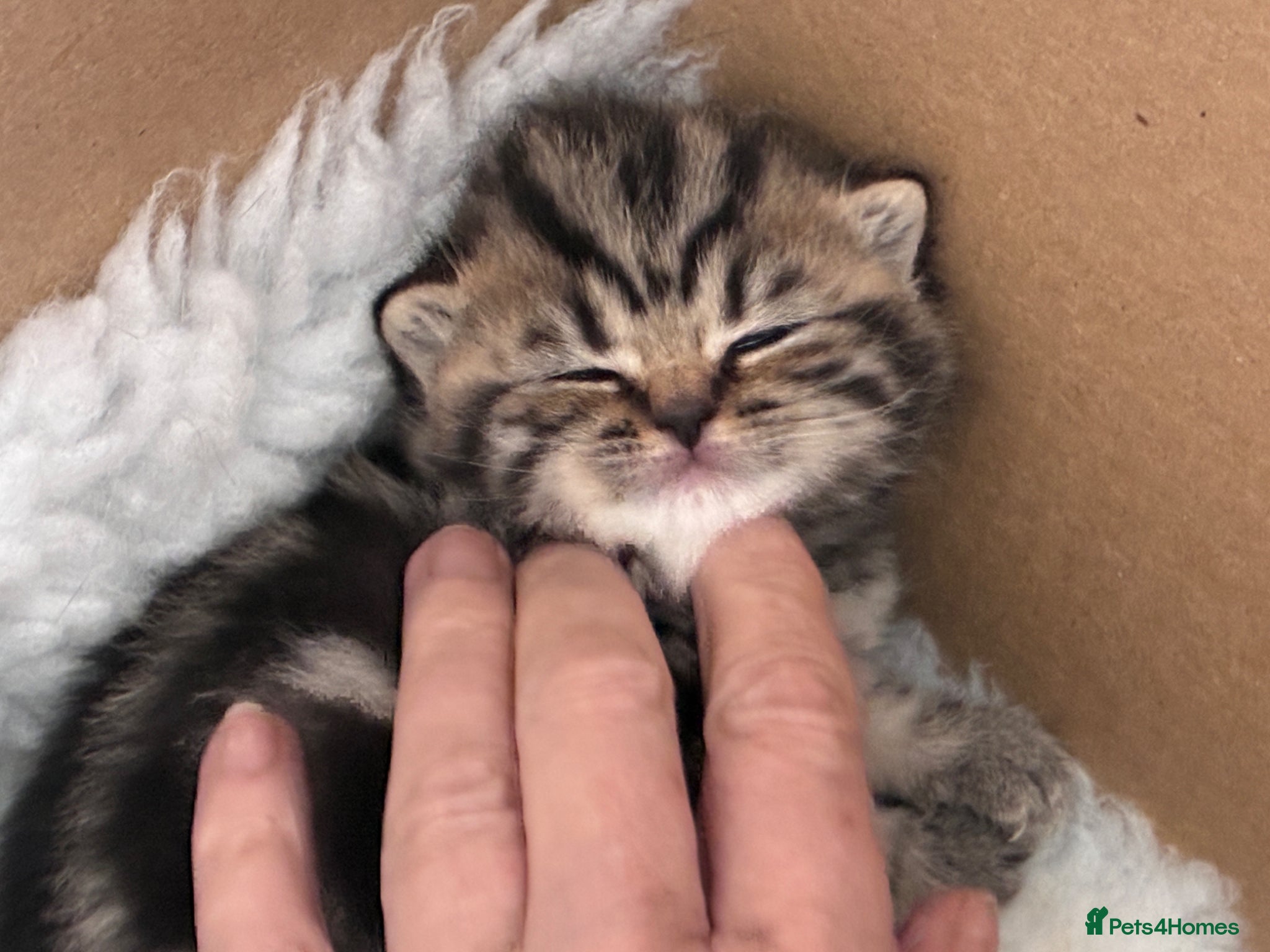 British Shorthair cats Tabby babies - Advert 1