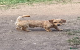 Mixed Breed dogs for sale: New Forever Home Needed For Frankie - Image 2
