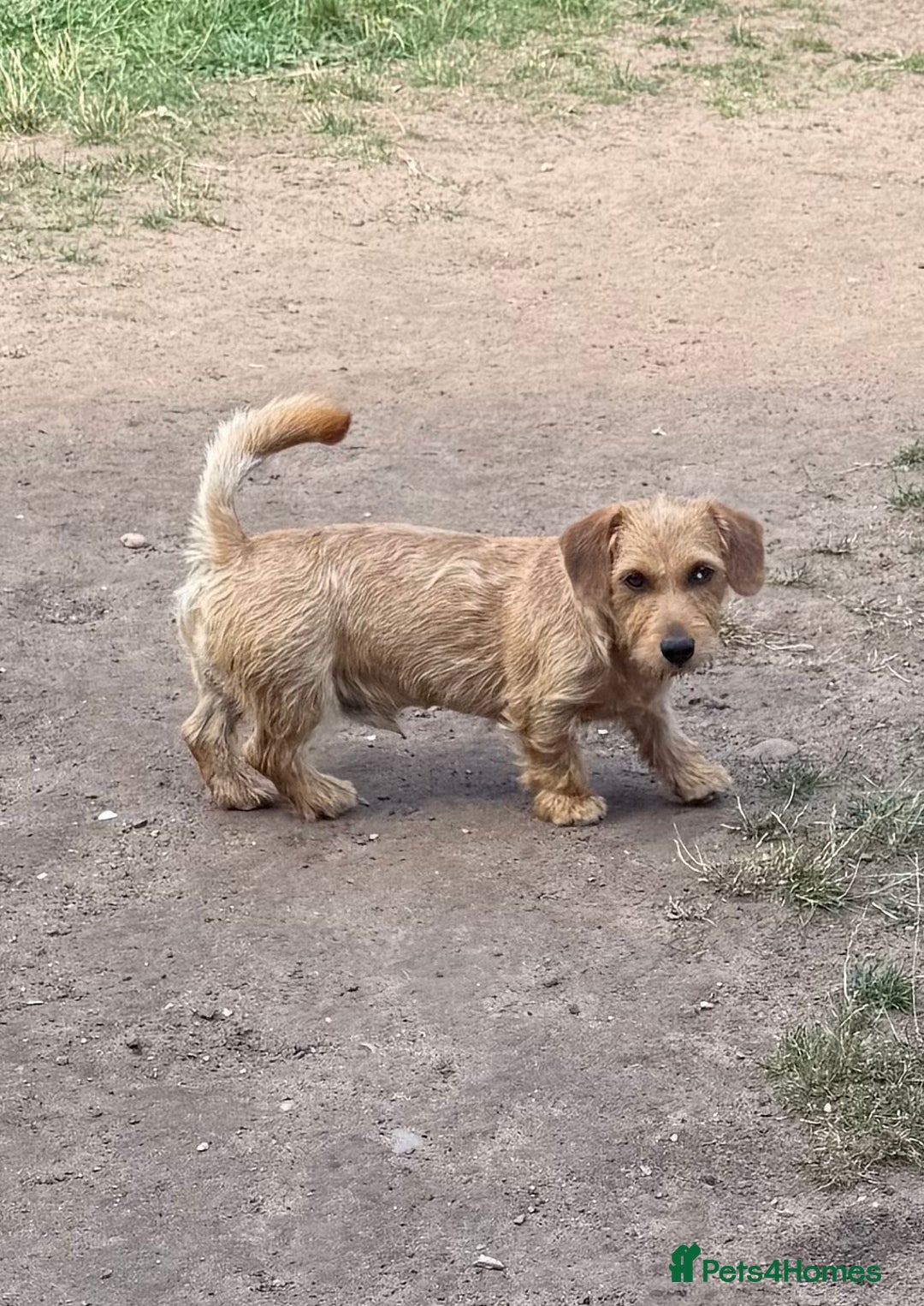 Mixed Breed dogs for sale: New Forever Home Needed For Frankie - Image 2