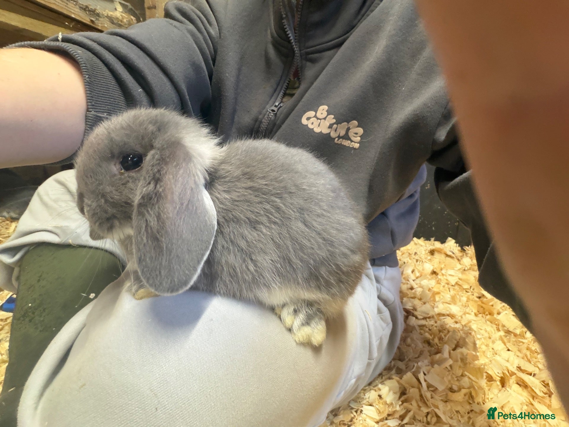 Mini Lop rabbits for sale: Mini lops Ready to leave - Advert 1