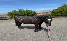 Other Breed horses for sale: Dales x Cob for sale - Image 5