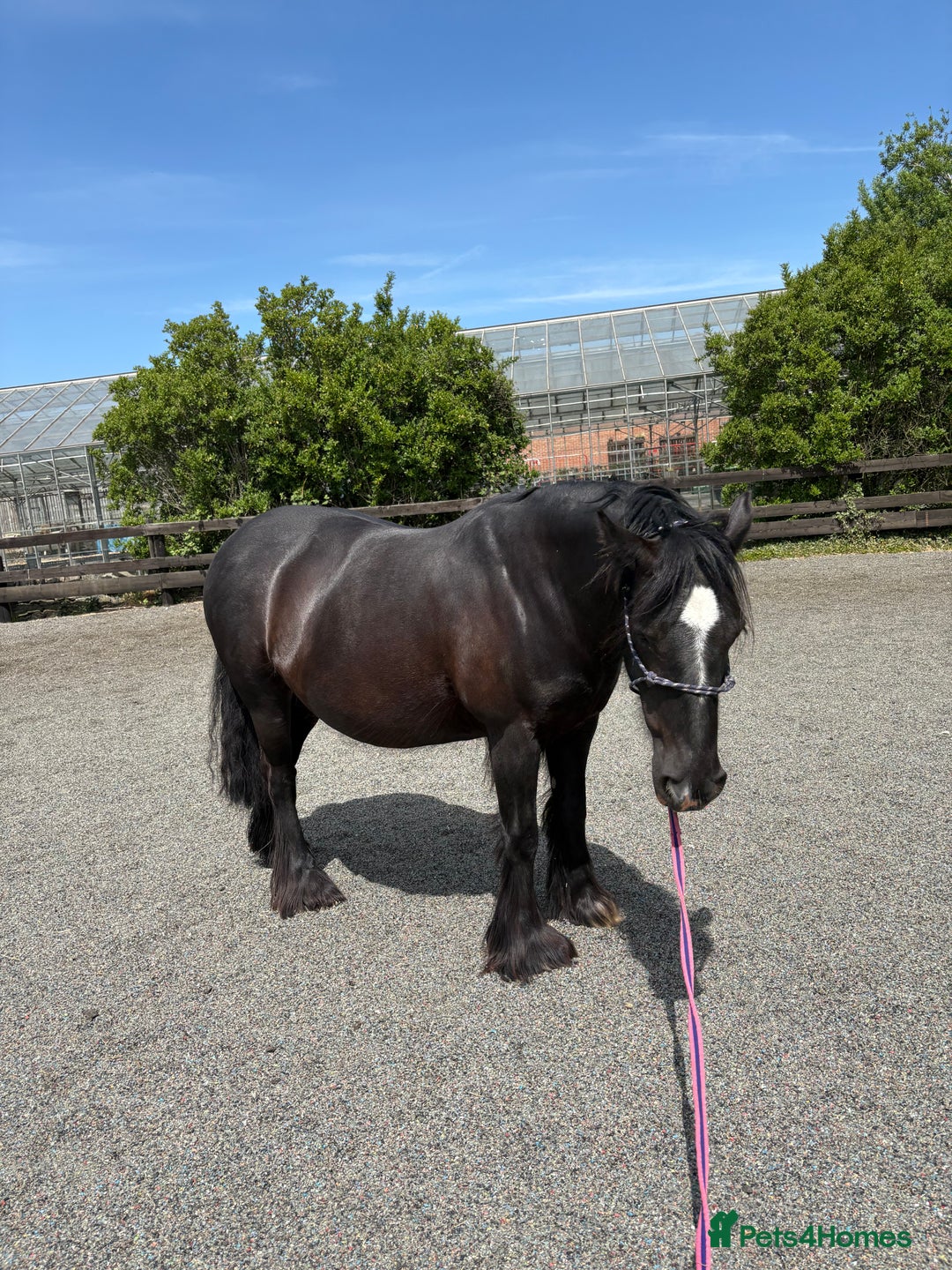 Other Breed horses for sale: Dales x Cob for sale - Image 5