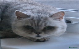 British Shorthair cats for sale: Beautiful female British Shorthair - Image 2
