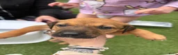 Mixed Breed dogs for sale: 9 amazing puppy’s 😍🩵💜 - Advert 9