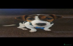 Jack Russell dogs for stud: Jack Russell Dog for Stud - Image 2