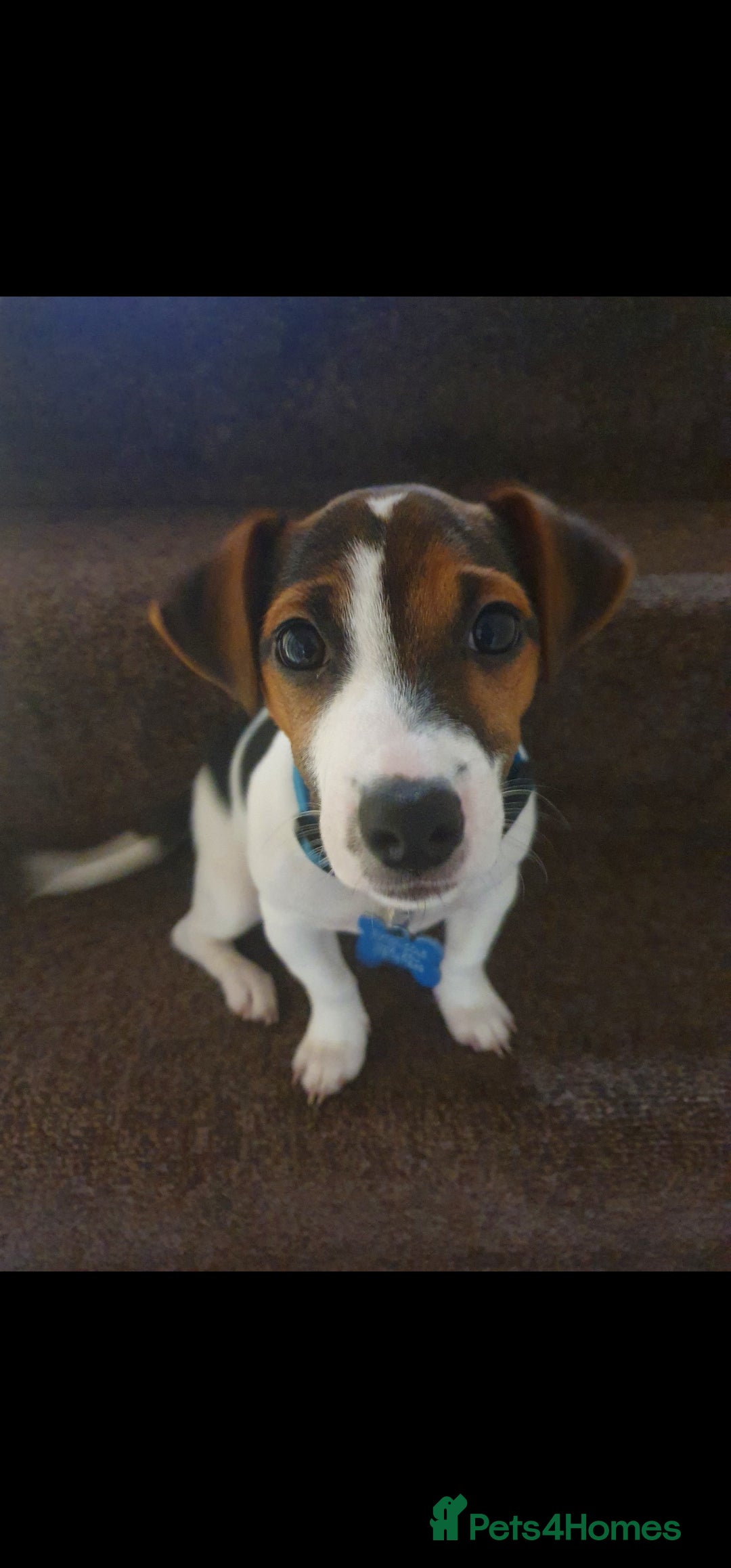 Jack Russell dogs for stud: Jack Russell Dog for Stud - Image 2