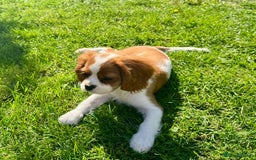 Cavalier King Charles Spaniel dogs for sale: CAVALIER KING CHARLES PUPPY – KC REG & DNA TESTED - Image 1