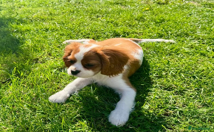 Cavalier King Charles Spaniel dogs - Advert 1