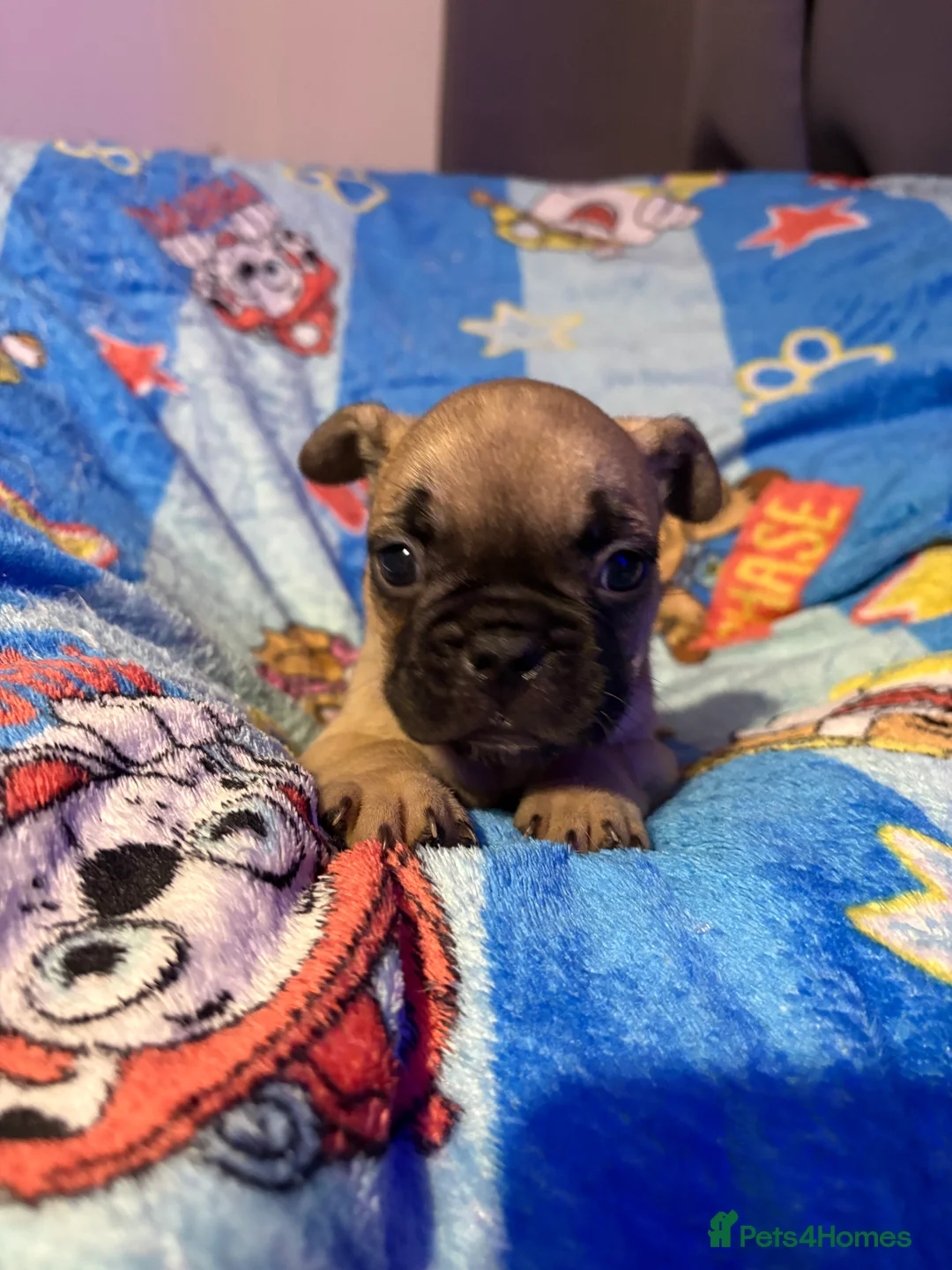 French Bulldog dogs for sale: French Bulldog Puppies - Advert 39