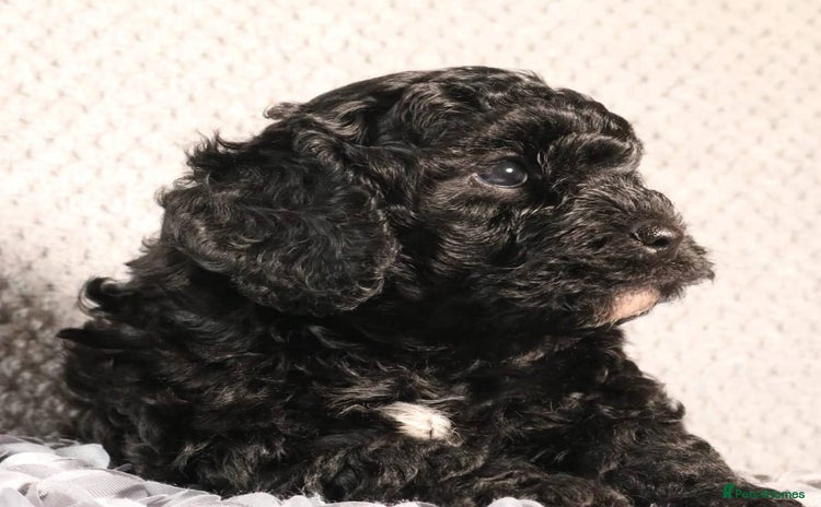 Toy Poodle dogs - Advert 8