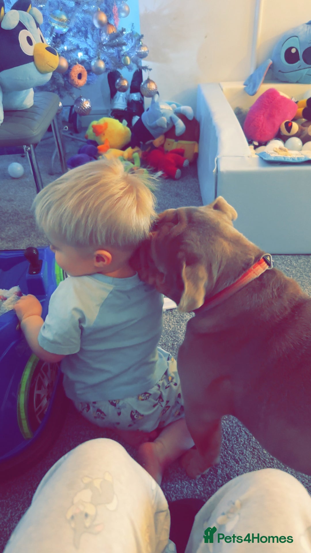 English Bulldog dogs for sale: British Bulldog (nbs) blue & Tan bitch  - Advert 6