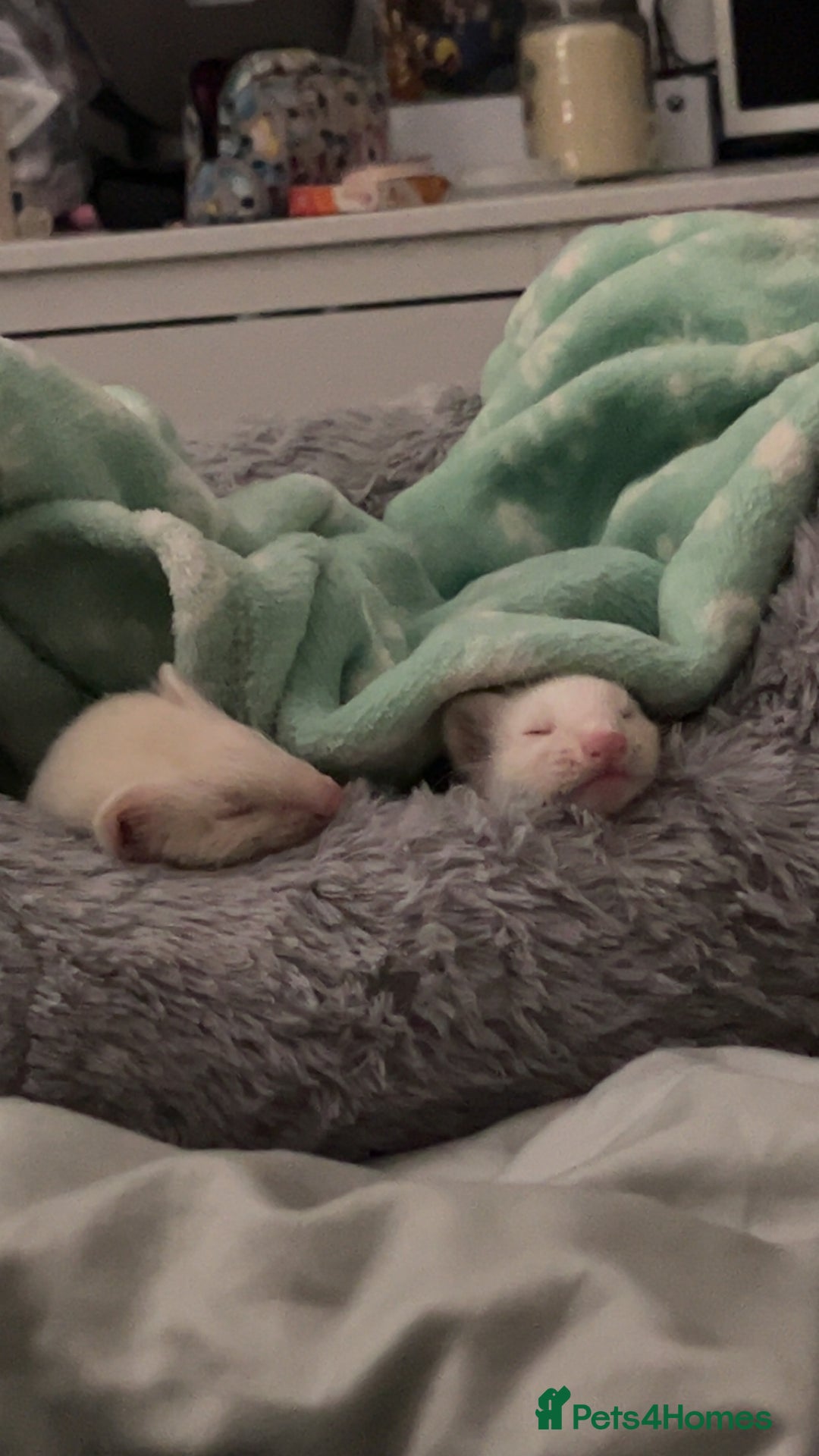 Ferret rodents for sale: Two albino male ferrets  - Image 4