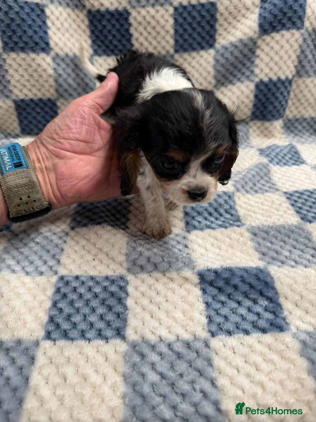 Cavalier King Charles Spaniel dogs for sale: Cavalier King Charles pups  - Advert 18