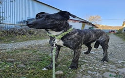 Mixed Breed dogs for adoption: A Beautiful and Gentle Girl - for a Loving Home - Image 12