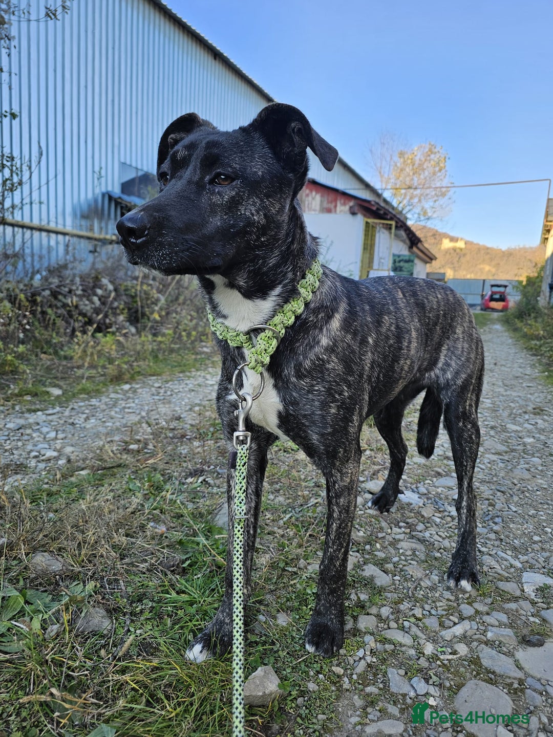 Mixed Breed dogs for adoption: A Beautiful and Gentle Girl - for a Loving Home - Image 12