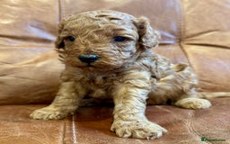 Toy Poodle dogs for sale: Toy poodles  - Image 11