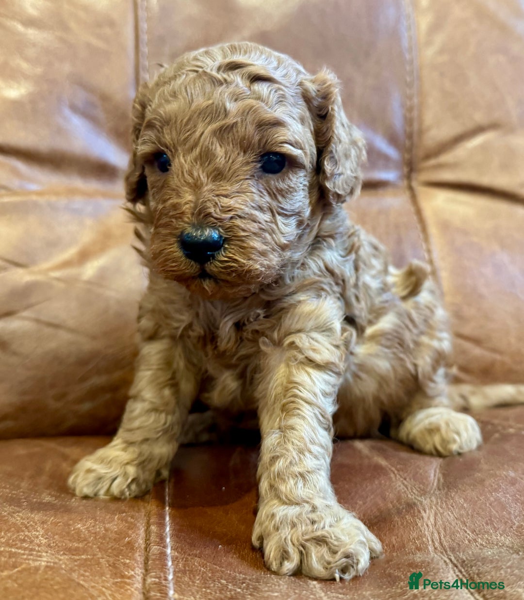 Toy Poodle dogs for sale: Toy poodles  - Image 11