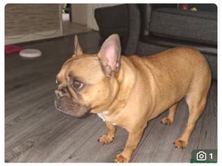 French Bulldog dogs Chico French bulldog - Advert 2