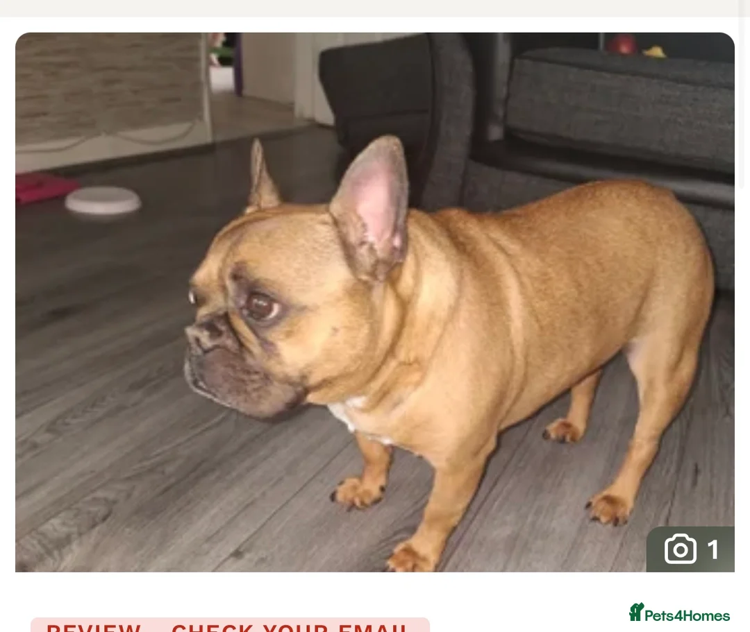 French Bulldog dogs for sale: Chico French bulldog  - Advert 1