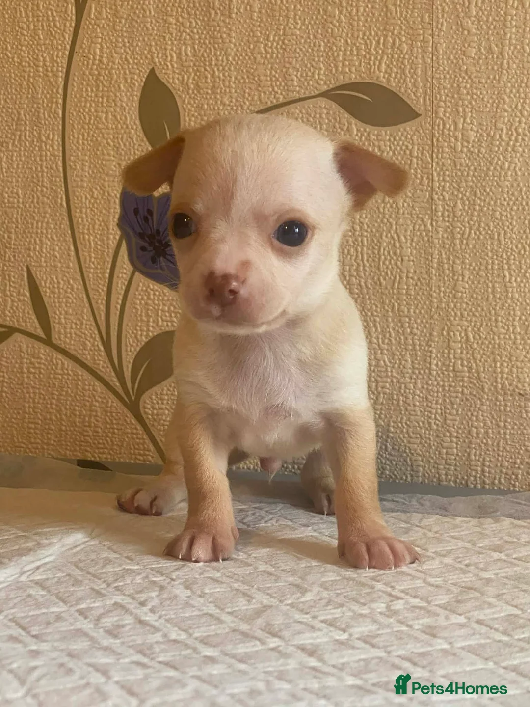 Chihuahua dogs for sale: chihuahua puppis for sale  - Advert 19