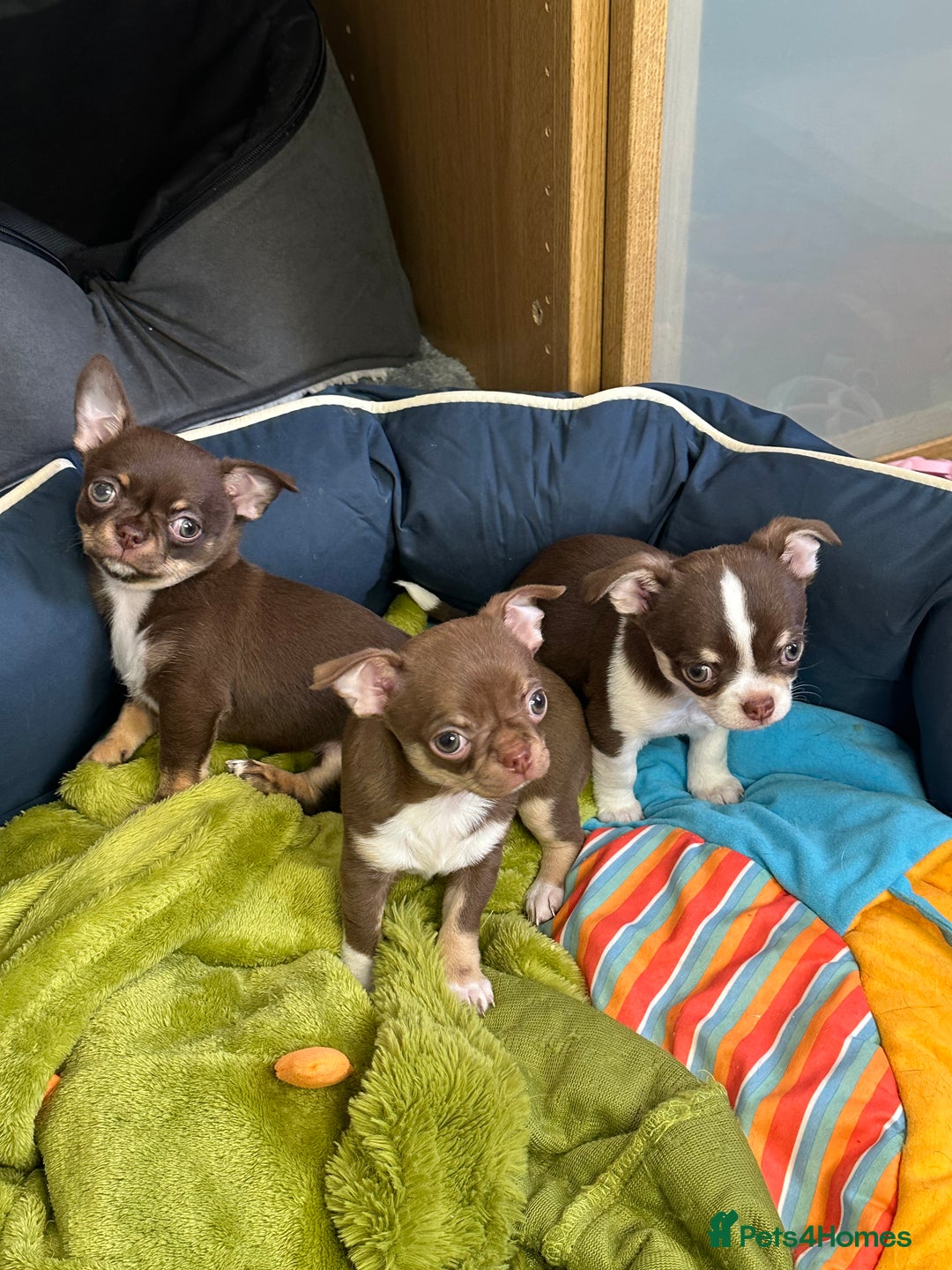 Chihuahua dogs for sale: Chihuahua puppies  - Advert 4