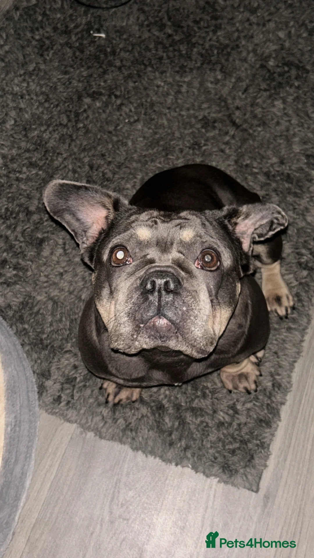 French Bulldog dogs for sale: Calm loving home needed for older dog  - Advert 2