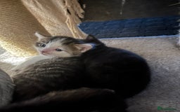 British Shorthair cats for sale: Beautiful unique coated kittens - Image 4