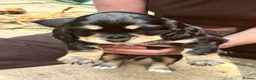 Bocker dogs for sale: 4 lovely boys available  - Advert 9