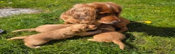 Cocker Spaniel dogs for sale: Gorgeous golden cocker spaniel  - Advert 8