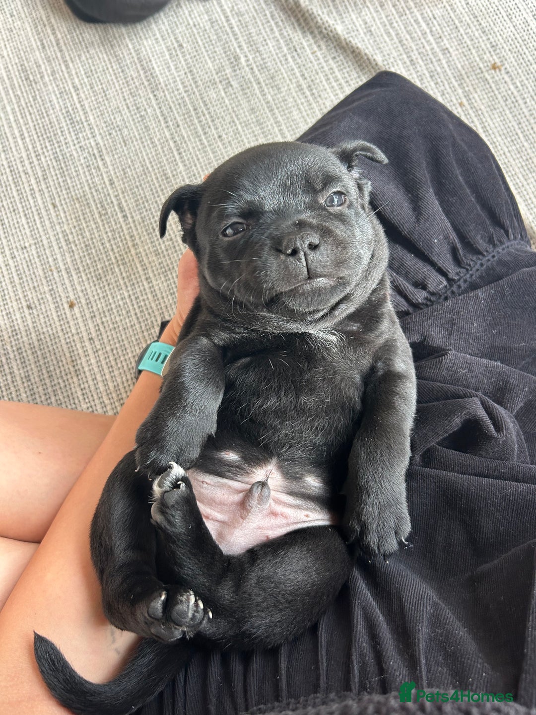 Staffordshire Bull Terrier dogs for sale: Gorgeous Black Boy available from this litter!  - Image 9