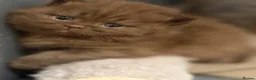 British Shorthair cats for sale: Chocolate GCCF Pure Pedigree British Shorthair - Advert 22