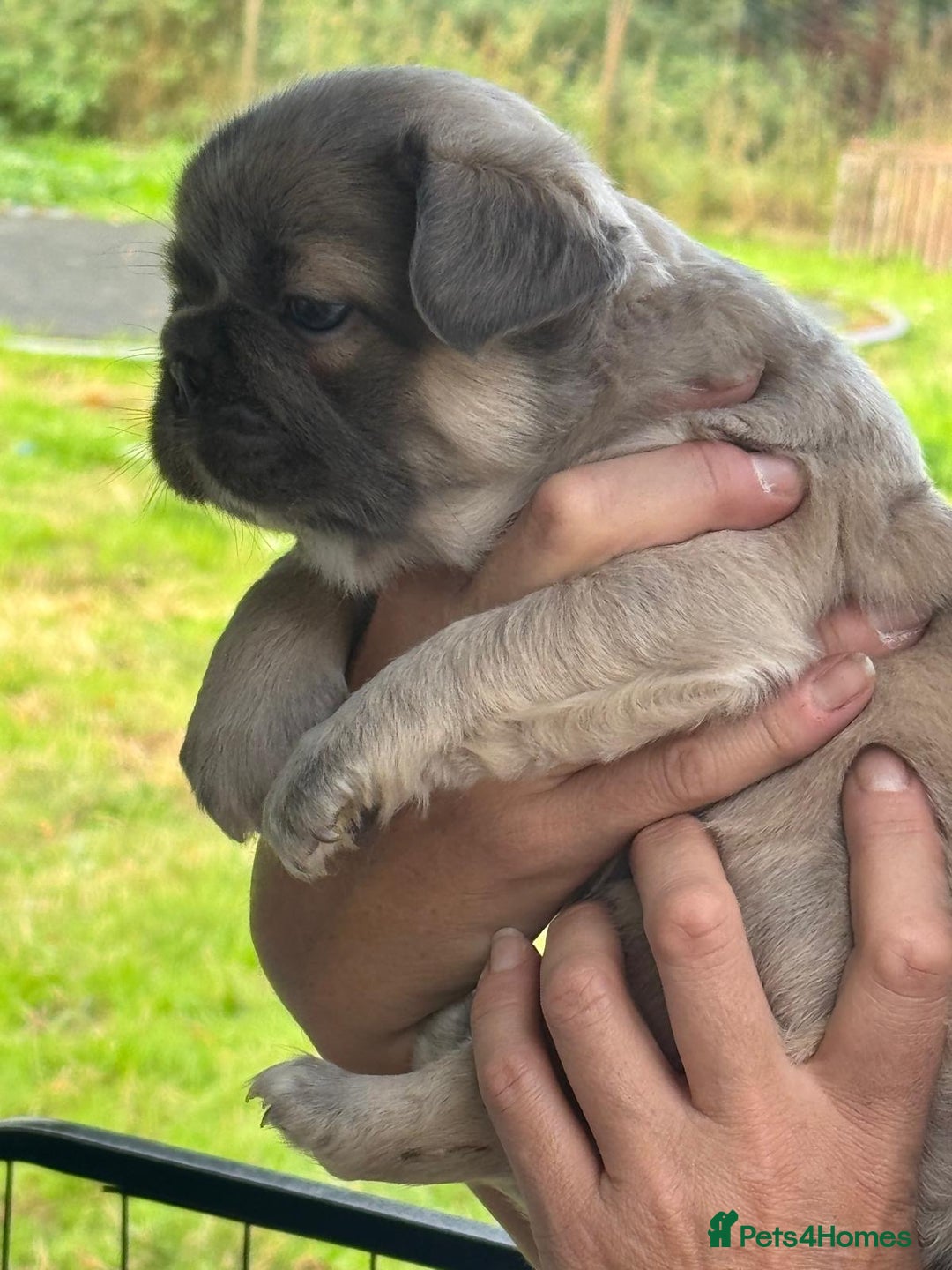 French Bulldog dogs for sale: *Fluffy Frenchie Pups* - Advert 1