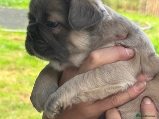 French Bulldog dogs *Fluffy Frenchie Pups* - Advert 5