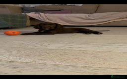 Cocker Spaniel dogs for sale: 🏆 KC Reg Working Cocker Spaniels – FTCH Line 🐾 - Image 23