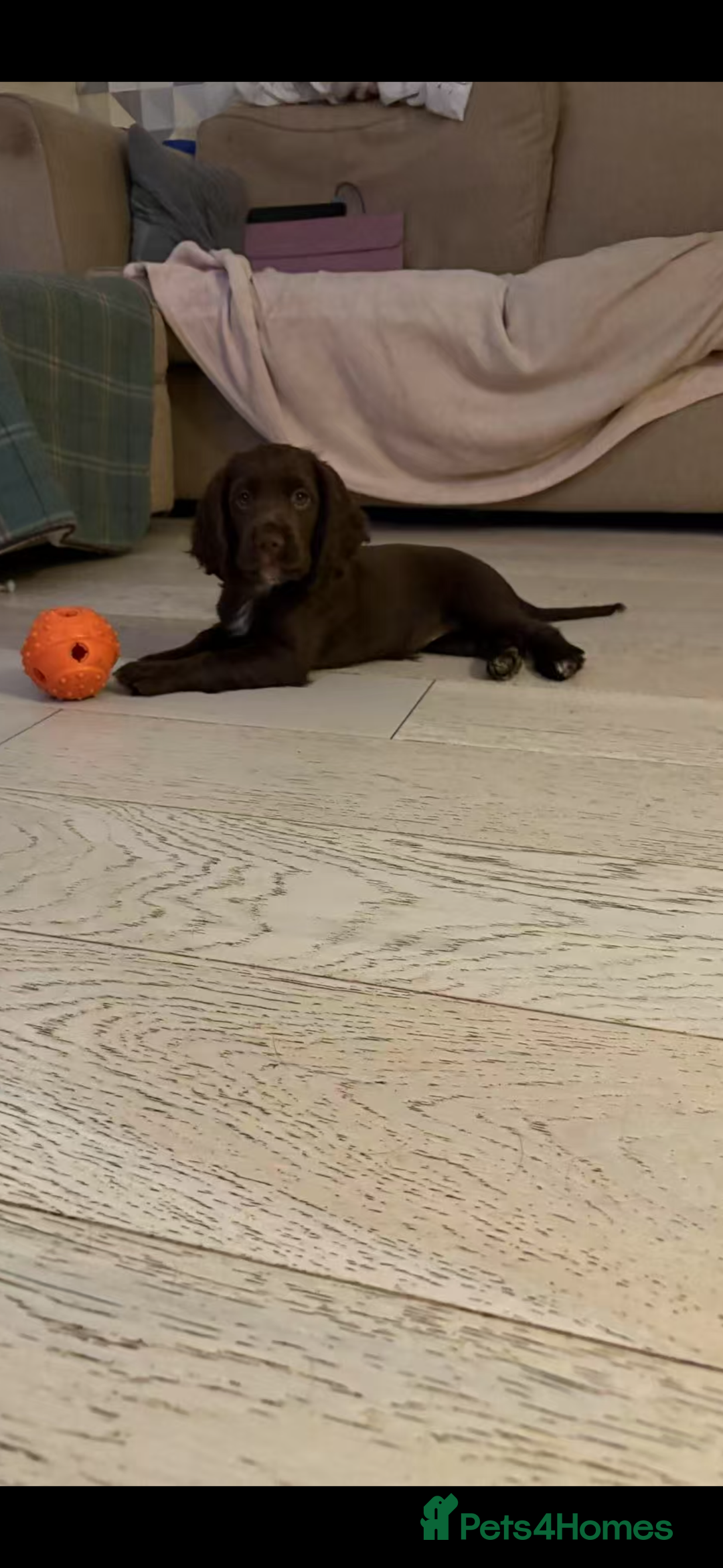 Cocker Spaniel dogs for sale: 🏆 KC Reg Working Cocker Spaniels – FTCH Line 🐾 - Image 23