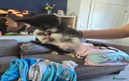 Domestic Shorthair cats for sale: 2 female kittens - Image 5
