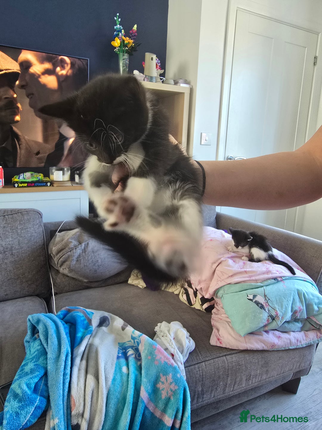 Domestic Shorthair cats for sale: 2 female kittens - Image 5