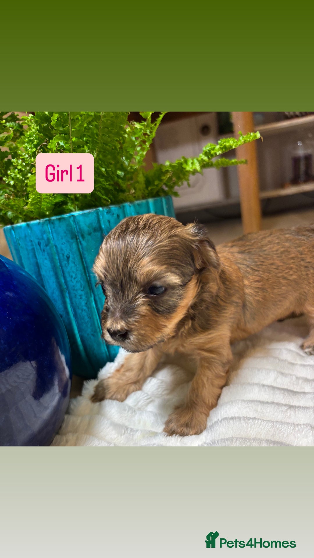 Havanese dogs for sale: 9 Beautiful Havanese Pedigree Puppies  - Advert 22