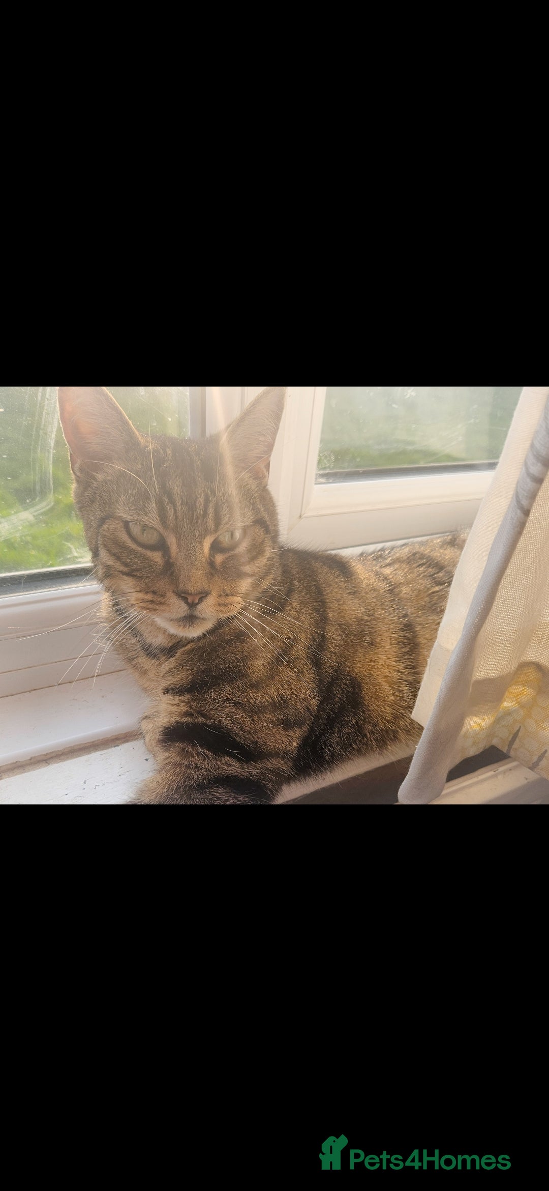 Mixed Breed cats for sale: reluctant sale  - Advert 3