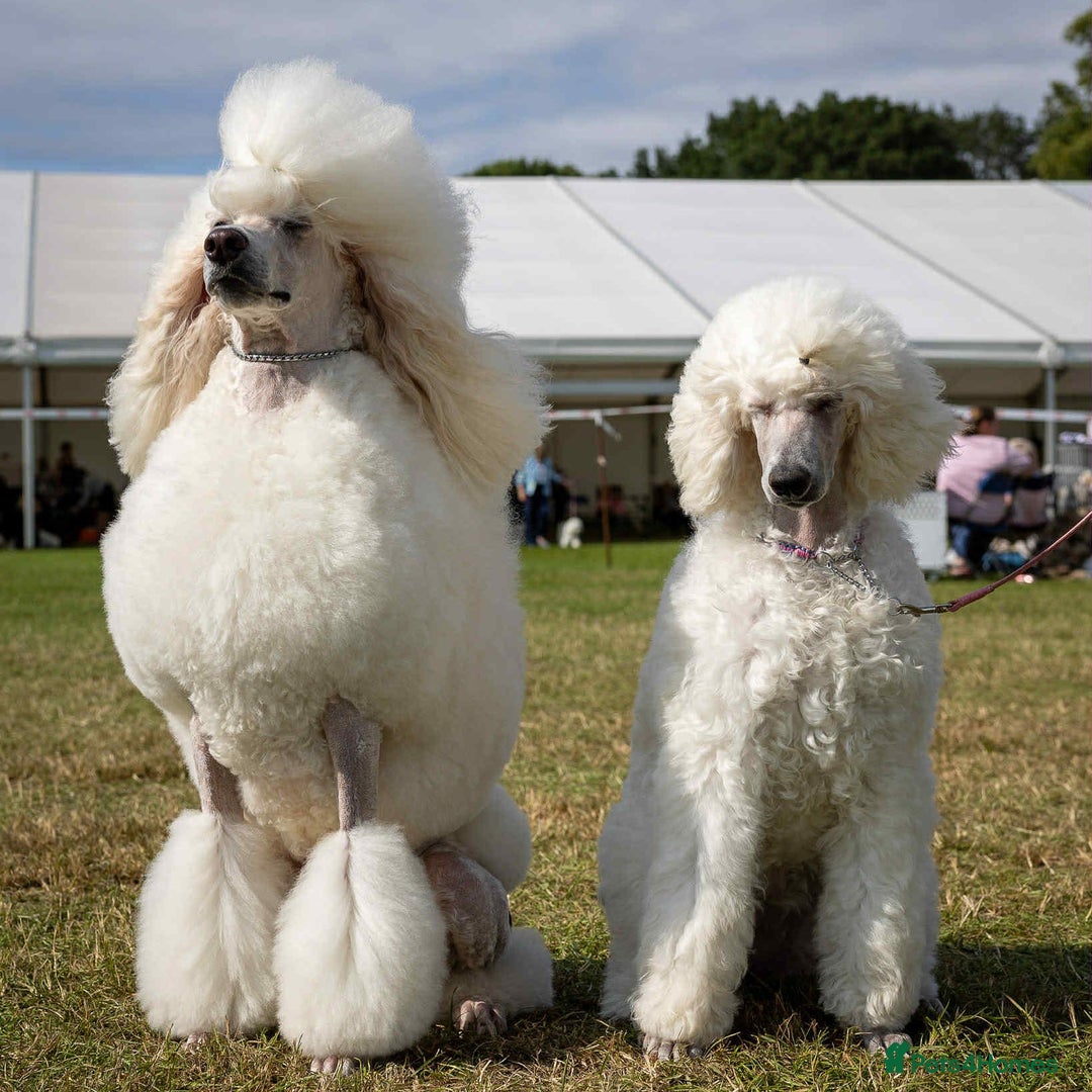 Standard Poodle dogs for stud: Standard Poodle Stud  in Shrewsbury - Image 2