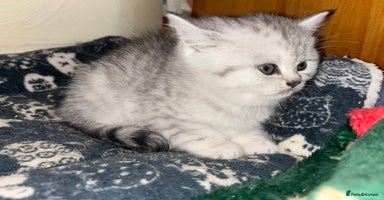 British Shorthair cats - Advert 11